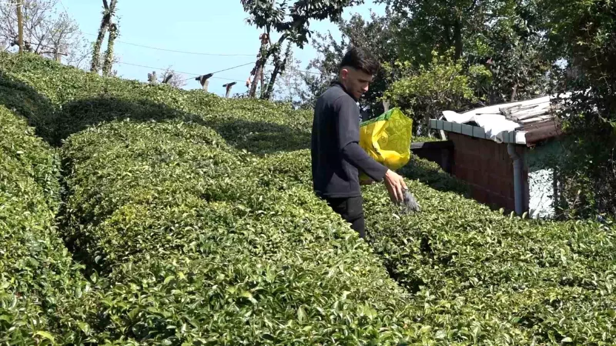 2025 Çay Sezonu Hazırlıkları Tamamlanıyor